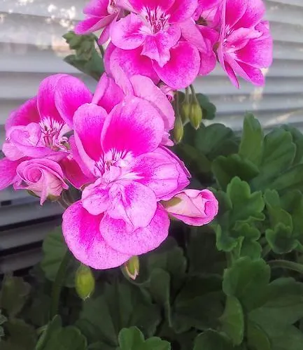 Cvetek Janez בוהין